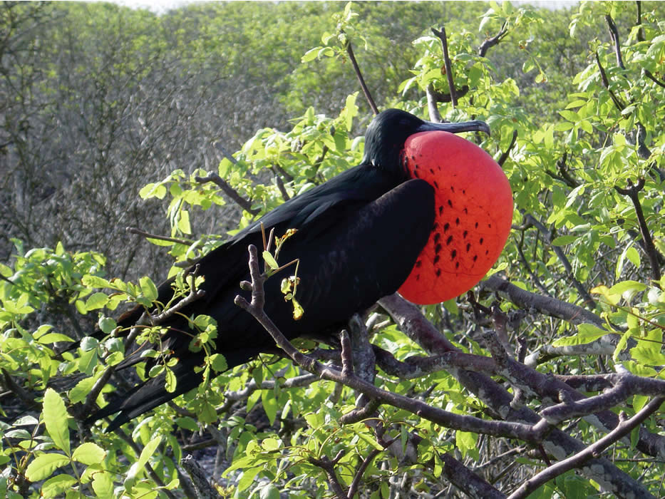 viaggio di nozze in Argentina, Galapagos e Aruba