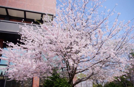 Viaggio di nozze di lusso a Sapporo e dintorni: alla scoperta di un Giappone inedito